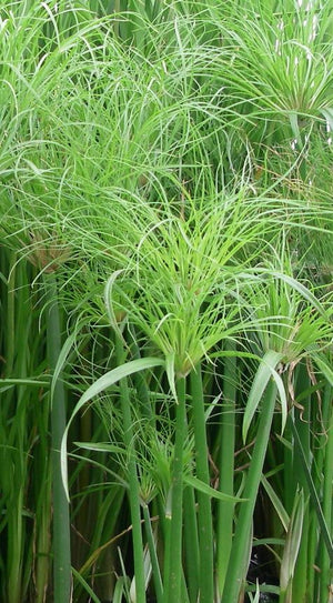 Cyperus papyrus