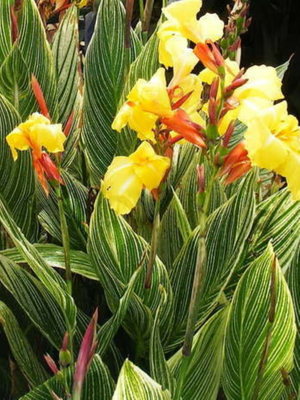Canna Striped beauty