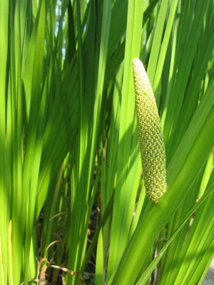 Acorus calamus