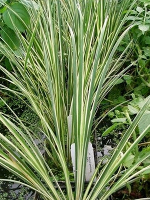 Acorus gramineus variegatus