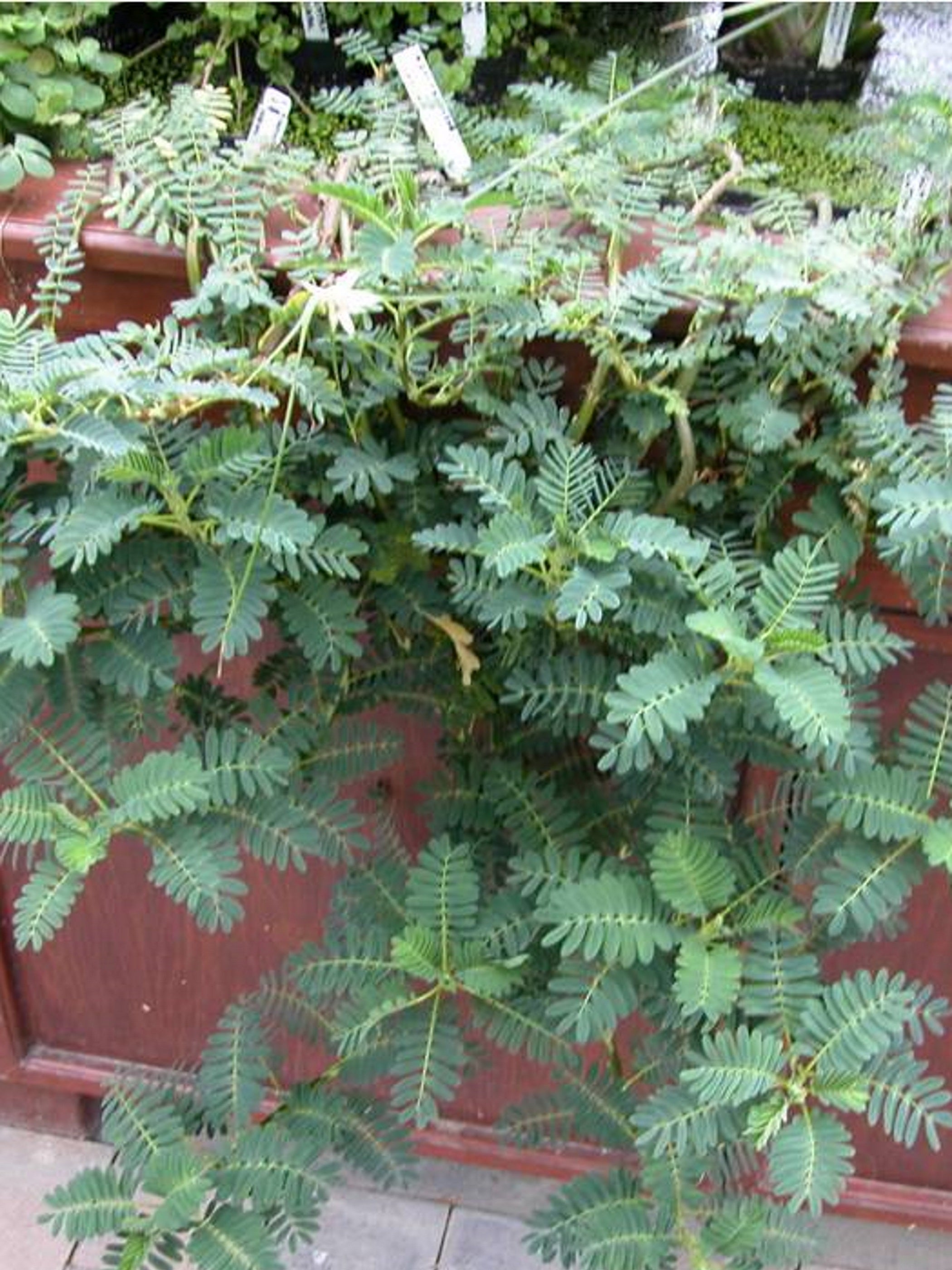 Aeschynomene fluitans Aquaplantes