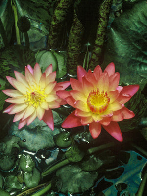 Nymphéa Albert Greenberg