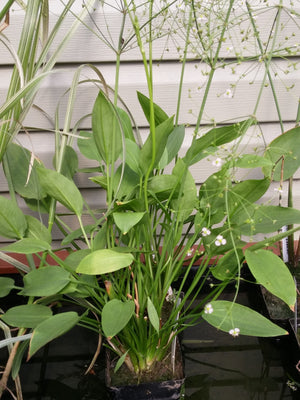 Alisma plantago