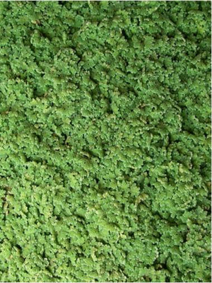 Azolla caroliniana