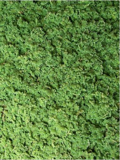 Azolla caroliniana