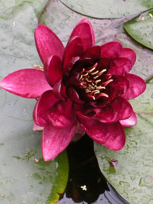 Nymphéa Burgandy princess