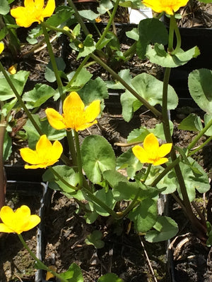 Caltha palustris
