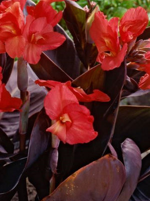 Canna «Australis»