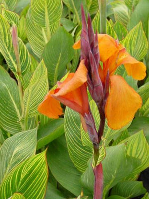 Canna americanallis variegata «Bengal tiger»