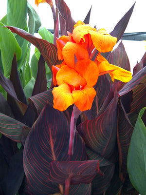 Canna «African Sunset»