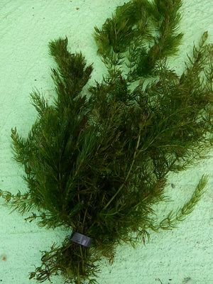 Ceratophyllum Demersum