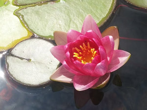 Nymphéa Charles de Meurville rouge