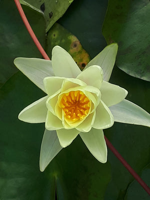 Nymphéa Marliacea chromatella