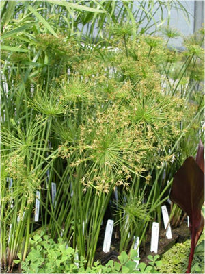 Cyperus haspan