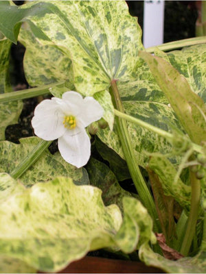Echinodorus cordifolius