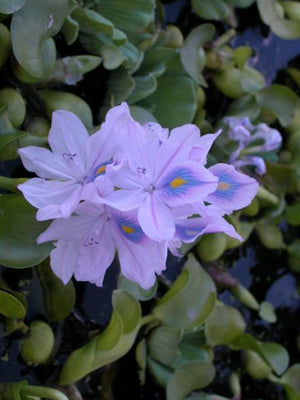 Eichhornia crassipes (Jacinthe d'eau)