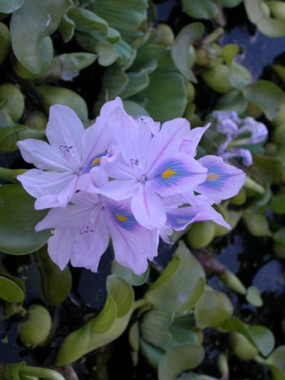 Eichhornia crassipes (Jacinthe d'eau)