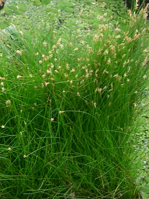 Eleocharis acicularis