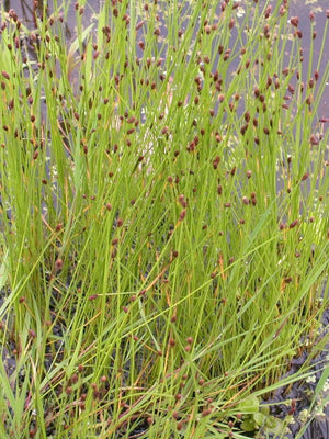 Eleocharis palustris (Scirpe des marais)