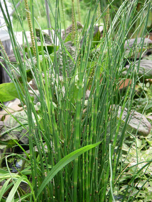 Equisetum hyemale