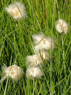 Eriophorum angustifolium