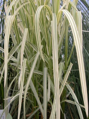 Glyceria aquatica variegata