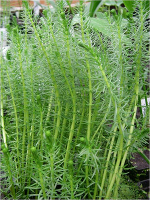 Hippuris vulgaris (pesse d'eau)