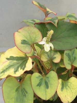 Houttuynia cordata cameleon