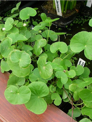 Hydrocotyle vulgaris