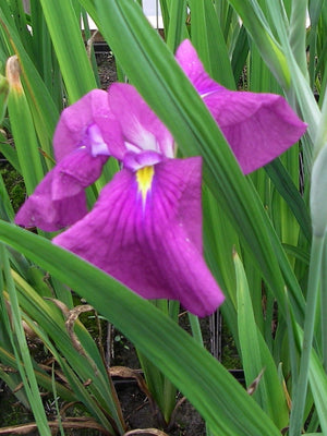 Iris versicolores