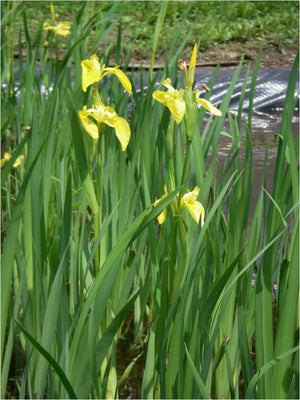 Iris pseudacorus