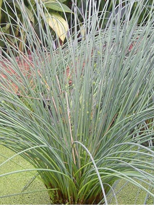 Juncus effusus