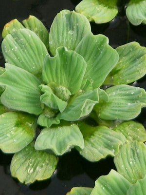 Pistia stratiotes (Laitue d'eau)