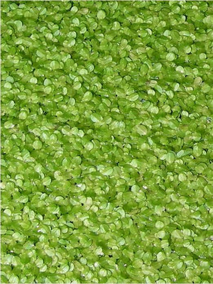 Lemna minor (lentille d'eau)
