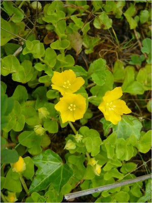 Lysimachia nummularia aurea