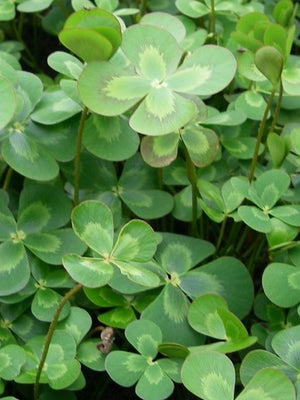 Marsilea mutica
