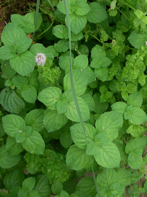 Mentha aquatica