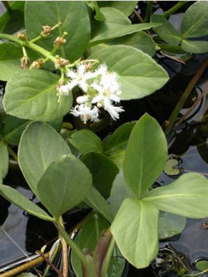 Menyanthes trifoliata