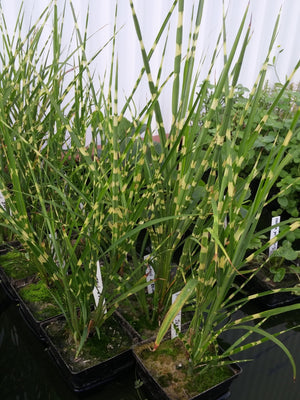 Miscanthus zebrinus
