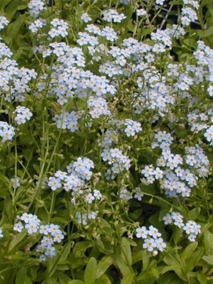 Myosotis palustris