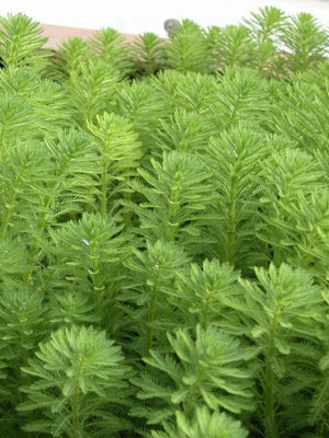Myriophyllum aquaticum