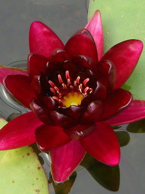 Nymphéa Almost Black