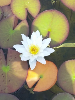 Nymphéa Marliacea albida