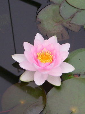 Nymphéa Madame Wilfron Gonnere