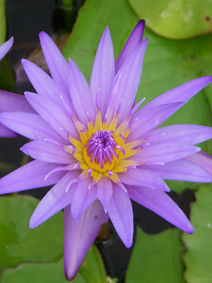 Nymphéa Panama pacific