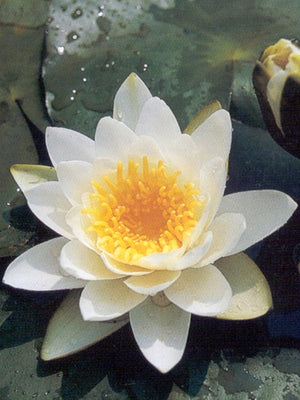 Nymphéa Queen of white