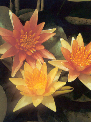 Nymphéa sioux changeant