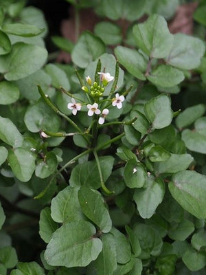 Nasturtium aquaticum (cresson de fontaine)