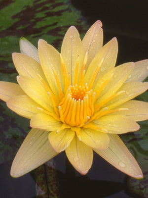 Nymphéa Stan Skinger