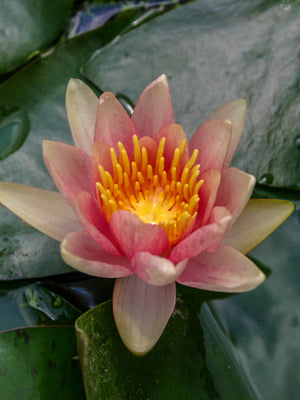 Nymphéa Comanche changeant